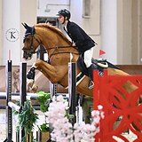 ЖЕРЕБЕЦ 6 ЛЕТ 178 СМ В ХОЛКЕ