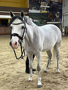 Райд-пони в спорт 