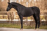 5 летний выездковый мерин