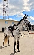 Кобыла 2021 гр