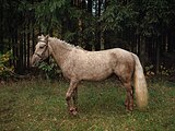 ПОНИ-КЛАСС В ДЕТСКИЙ СПОРТ
