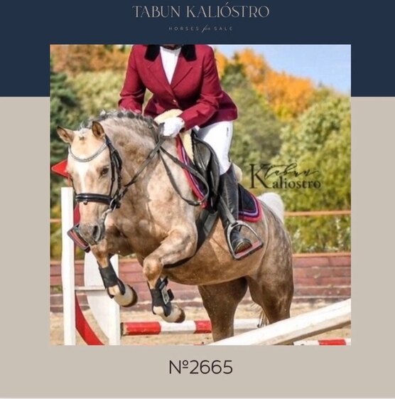 Чемпионка конного спорта