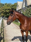 Псл мерин, чистые снимки!