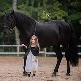 ВОРОНОЙ АНДАЛУЗ ИЗ ИСПАНИИ