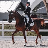 РЫЖИЙ МЕРИН НА СП