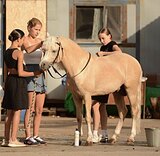 ЖЕРЕБЕЦ В ДЕТСКИЙ СПОРТ