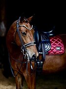 в любую дисциплину