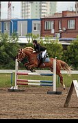 Кобыла в спорт