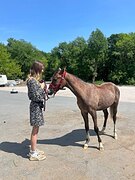 Кобыла в пони-типе 