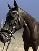 МЕРИН В ЛЮБИТЕЛЬСКУЮ ВЫЕЗД