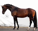 ЖЕРЕБЕЦ ОТ VITALIS