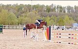 Кобыла 155 вх в спорт !