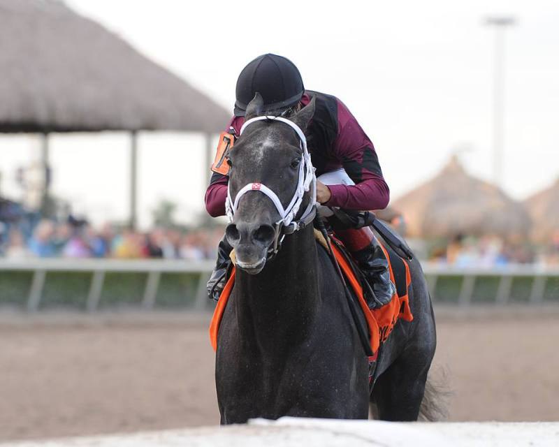 Ипподром Gulfstream Park 2014 год, скачка Holy Bull Stakes - Gr. 2