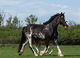 Кобыла Шайр, 7 лет