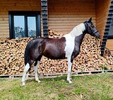 Нарядная кобыла