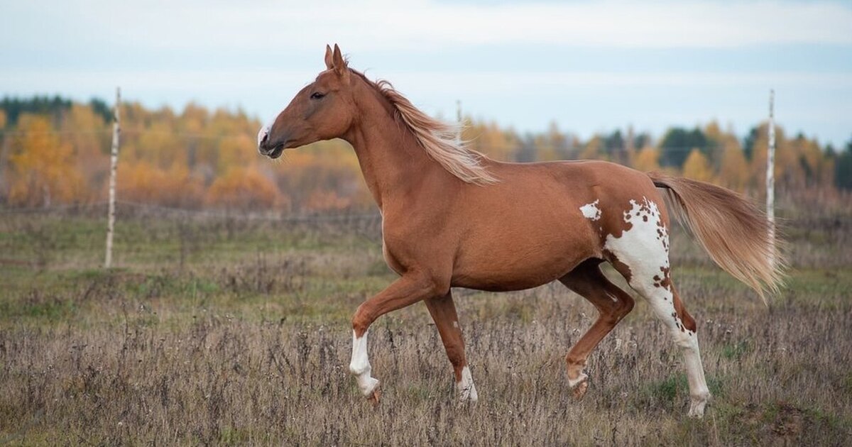 Магазины horse