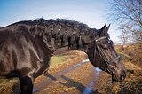 Мерин в выездку 