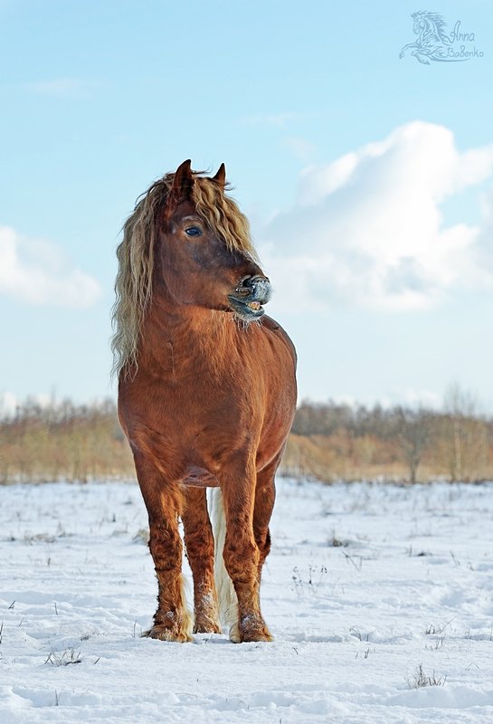 Солист, зимний вариант