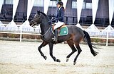 Маршруты 90, активная кобыла