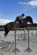 ВЫЕЗДКА / КОНКУР