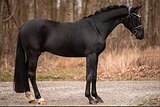 от Sezuan’s Donnerhall 3 y.o