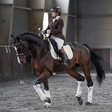 МЕРИН KWPN В ВЫЕЗДКУ