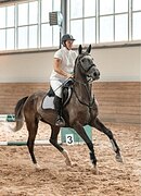 МЕРИН В КОНКУР