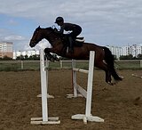 МЕРИН В КОНКУР