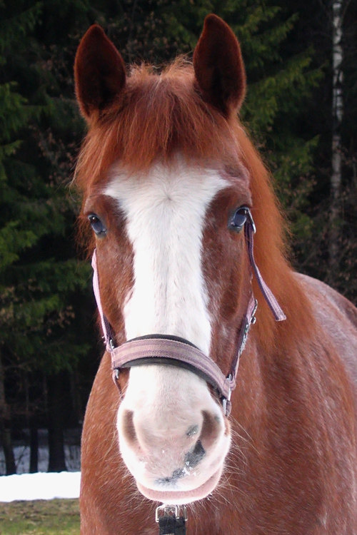 Очередной портрет красной лошади =)