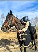 жеребец рысак, 2016гр