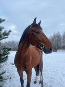 Мерин в любую дисциплину