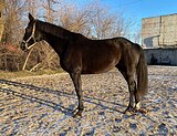 вороная кобыла в спорт