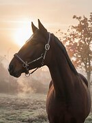 Жеребец 3/4 импорт 