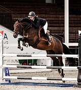 КОБЫЛА В КОНКУР ПОД ЛЮБОГО