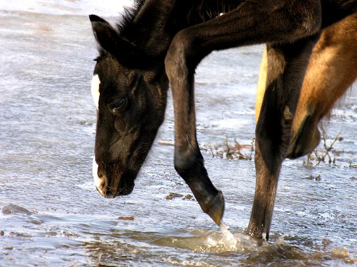 Попытки купания в талой воде