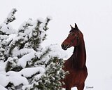 Кобыла конкур 