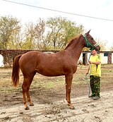 будённовец в/х155см 2024г.р.