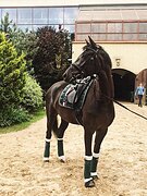 Импортная кобыла