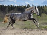 Орловская кобыла