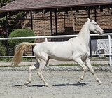 МОЛОДАЯ КОБЫЛА