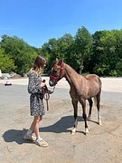 Кобылка пони-типа