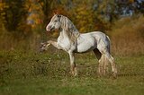 Тинкер, жеребец