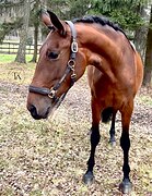 АНДАЛУЗСКАЯ КОБЫЛА 3 ГОДА