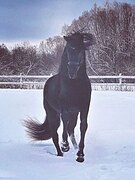 Шикарный жеребец для джиги