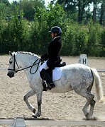 Пони в выездку