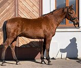 Отличный любительский конь