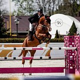 МЕРИН KWPN 178 СМ В ХОЛКЕ