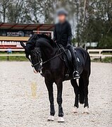 Под любого всадника 