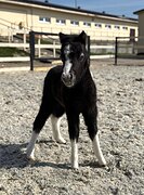 АМНА - КСК Созидатель