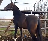 АХАЛТЕКИНСКИЙ ЖЕРЕБЕЦ